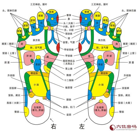 脚的各个部位详细图，脚弓／脚／背／内脚背等各有功效