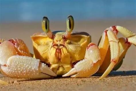 螃蟹的眼睛是什么结构，结构是复眼