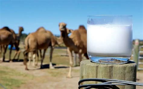 骆驼奶真的有降糖的功效吗，辅助降血糖（骆驼奶的功效）